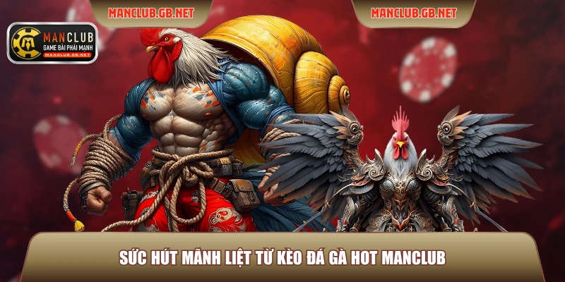 Sức hút mãnh liệt từ kèo đá gà hot Manclub